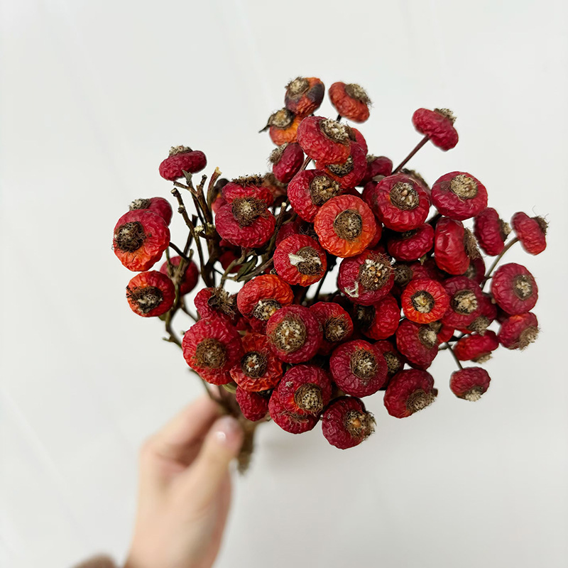 10pcs/Bunch Dried Rose Hip Ber - Dried Flower Bulk ulasan dan harga