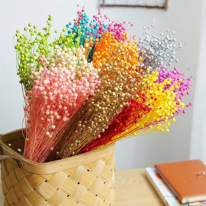 35g/Preserved Ormosia Hosiei N - Dried Flower Bulk ulasan dan harga