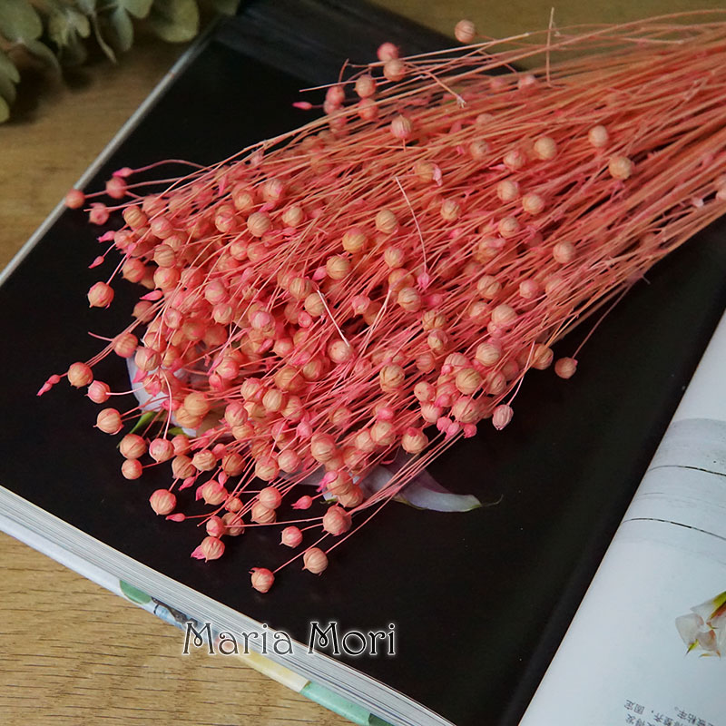 35g/Preserved Ormosia Hosiei N - Dried Flower Bulk ulasan dan harga