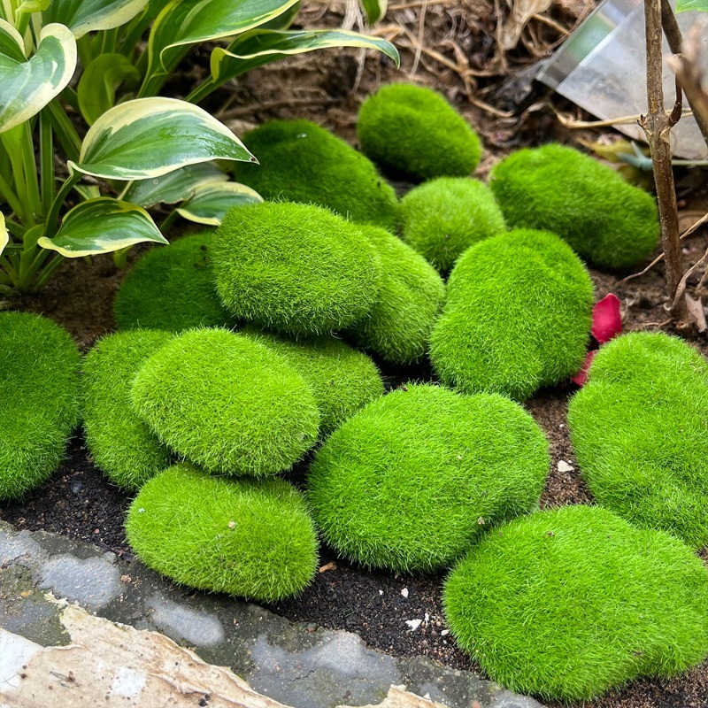 5/30pcs Simulation Moss Stone  - Terrarium Moss Art ulasan dan harga
