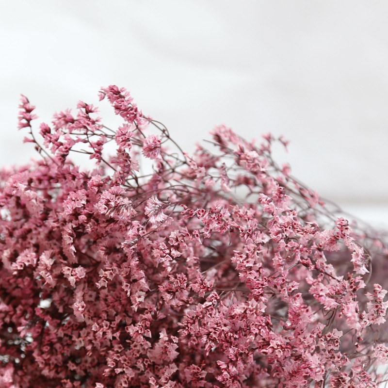 Natural Fresh Dried Preserved  - Dried Flower Bulk ulasan dan harga