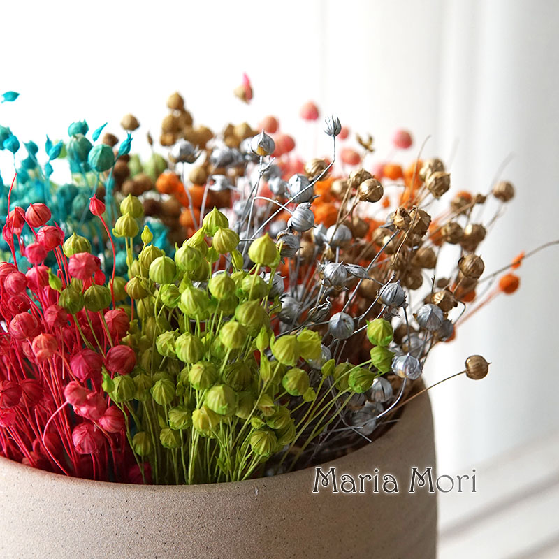 5g Preserved Flax Bean Natural - Dried Flower Bulk ulasan dan harga