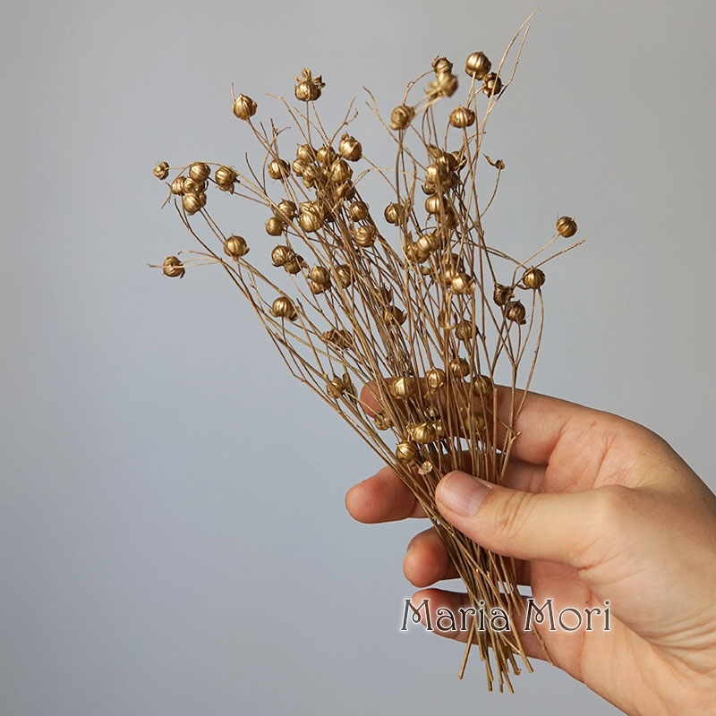 5g Preserved Flax Bean Natural - Dried Flower Bulk ulasan dan harga