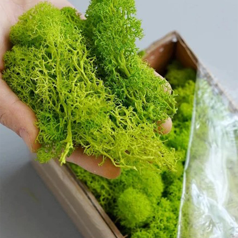 100/200/500g Eternal Life Moss - Terrarium Moss Art ulasan dan harga