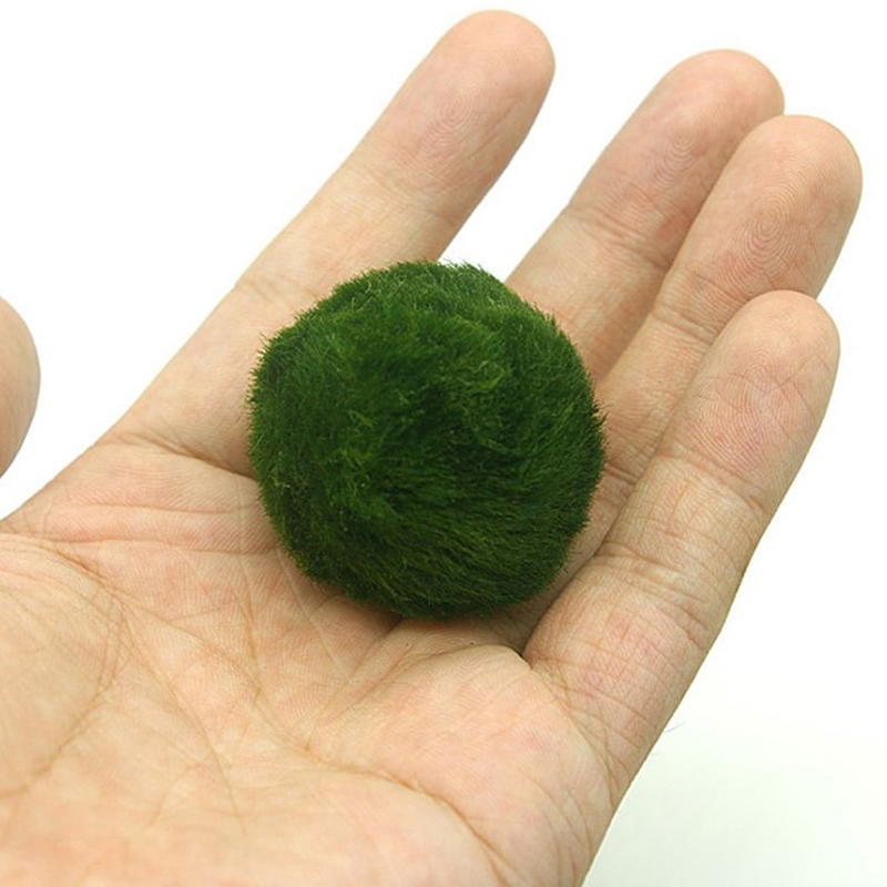 Marimo Moss Balls Live Aquariu - Terrarium Moss Art ulasan dan harga