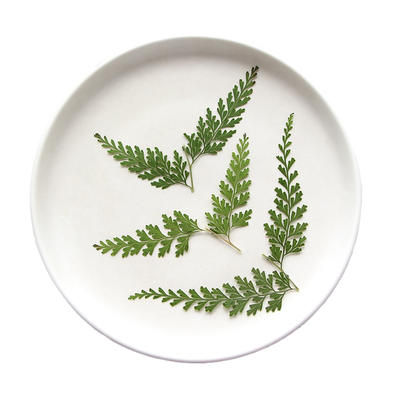 Nature Pressed Fern Branches,d - Dried Flower Bulk ulasan dan harga