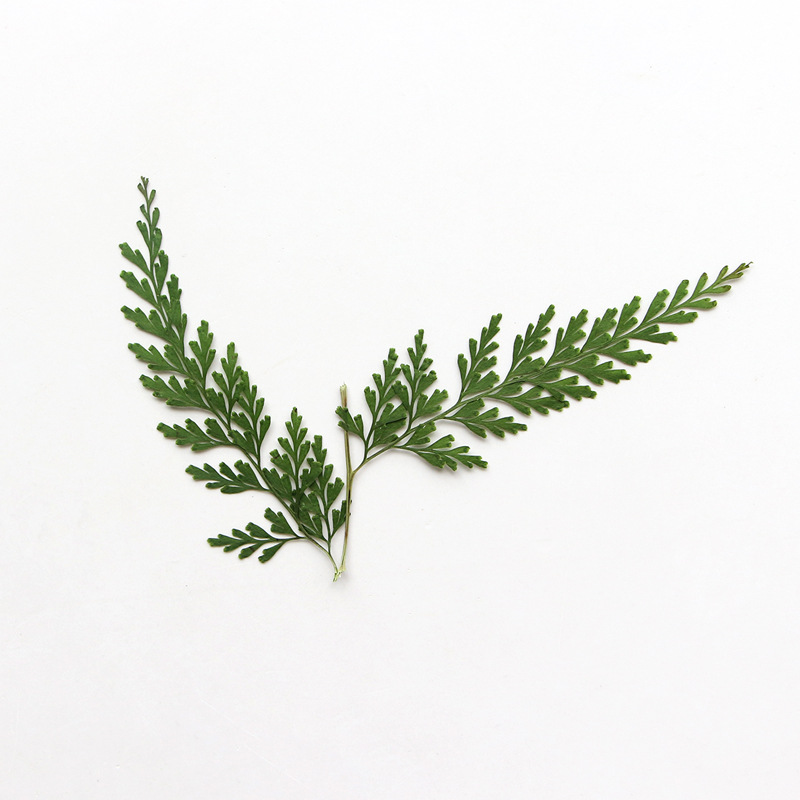 Nature Pressed Fern Branches,d - Dried Flower Bulk ulasan dan harga