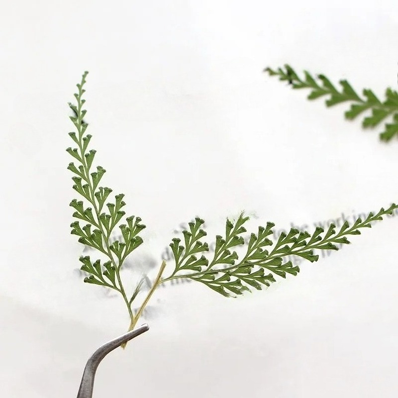 Nature Pressed Fern Branches,d - Dried Flower Bulk ulasan dan harga